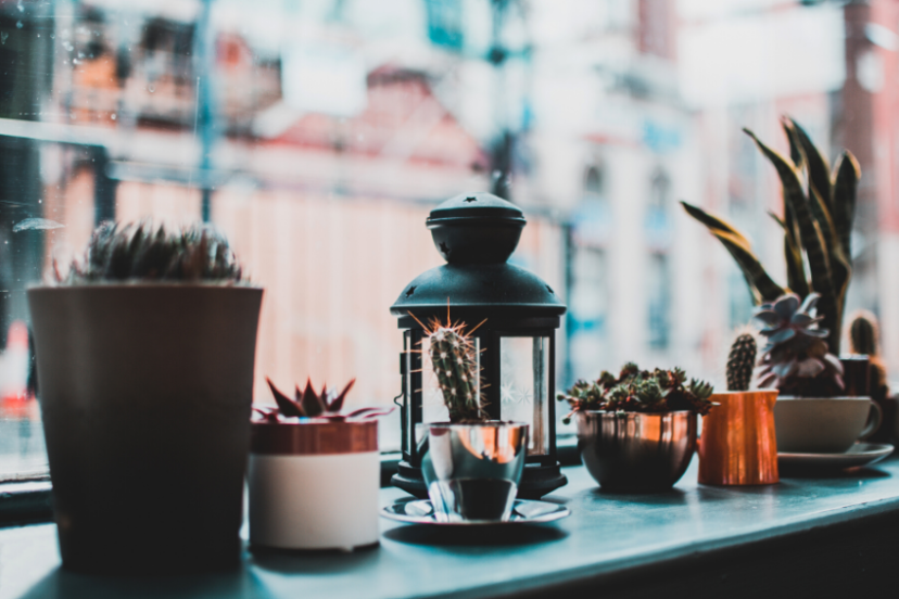 Natural Way To EMF Protection: Top 8 Indoor Plants That Reduce EMF