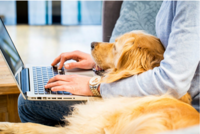 Effects Of EMF On Pets