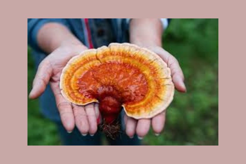 Reishi Mushrooms: An Effective EMF Protector?